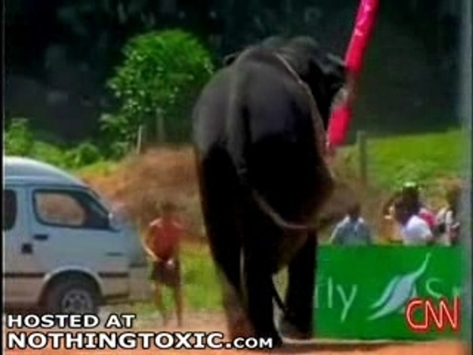 Elephant1