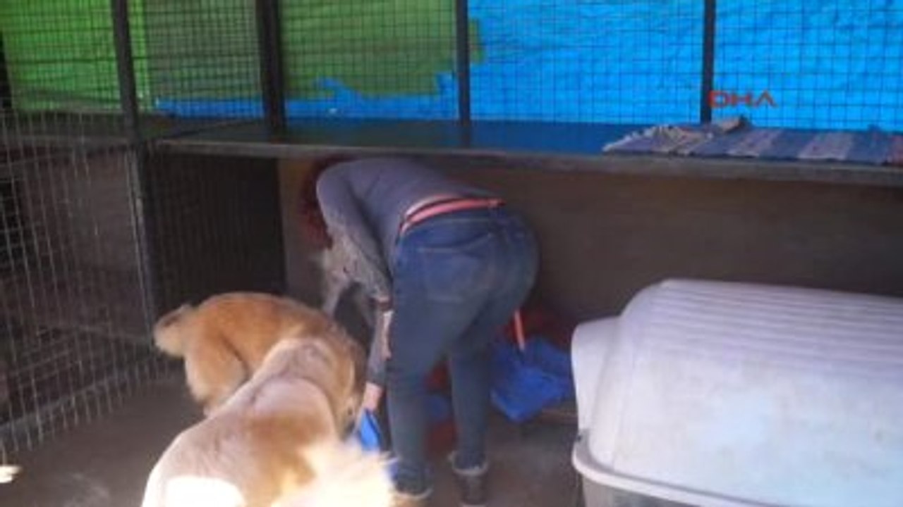 Marmaris Sezon Öncesi Hayvanseverlerden Uyarı: Bakamayacağınız Köpek Almayın