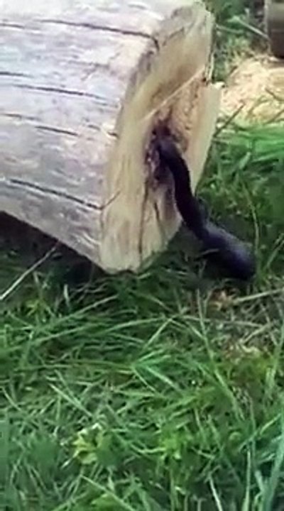 Guy Cuts Down a Tree and Finds a Surprise Inside!-Funny  & Entertainment Vidoes-Follow Us!!!!!