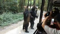 Bears Walking Around On Two Legs-Funny  & Entertainment Vidoes-Follow Us!!!!!