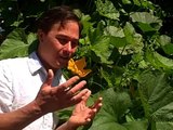 Gaurantee your Yield by Hand Pollinating Butternut Squash