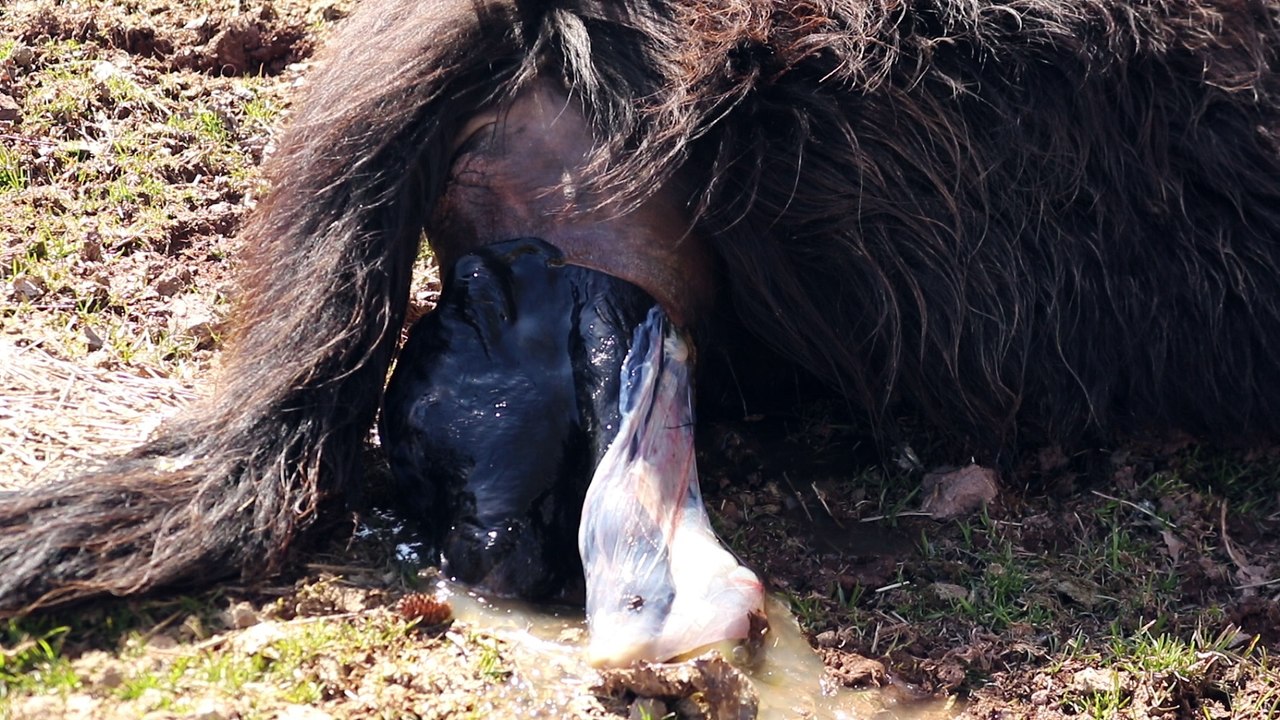 Gentle Highland cow gives birth to a beautiful bull calf. Guard dog helps clean up.