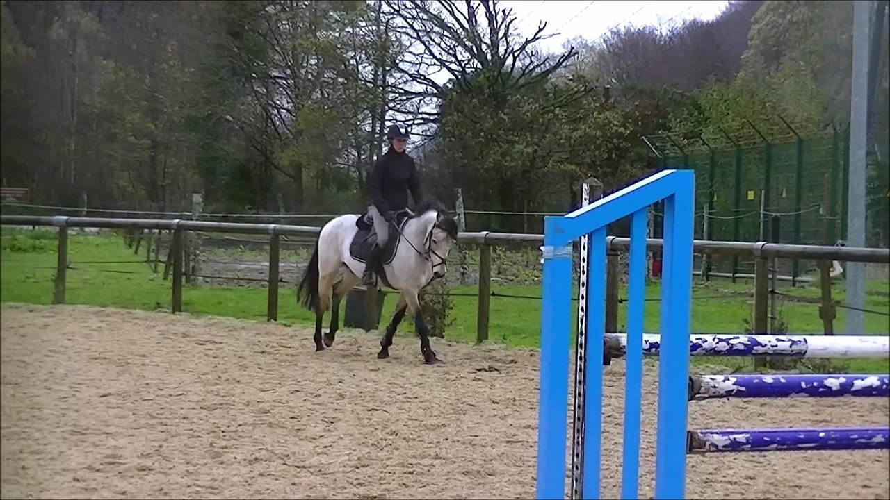 AKARI DES GENETS Par Poetic Justice et Kilkaldy Darling 6 ans entier à vendre pour grosses à terme !