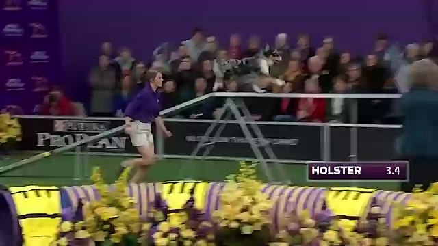Watch Australian Shepherd, Holster, Win 2016 Masters Agility Championship