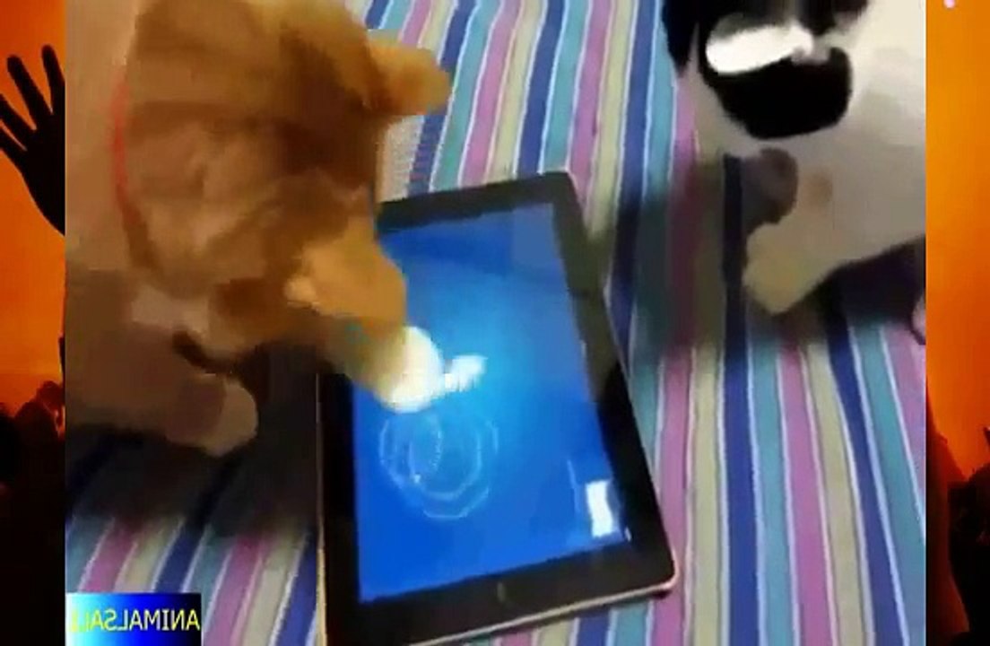 CUTEST ANIMALS PLAYING FUNNY - COMPILATION
