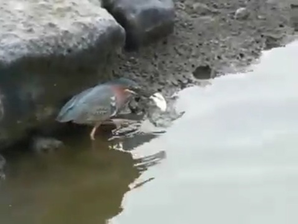 How The Bird Catch The Fish|Most Popular Video on Whats up|Animal funny clips