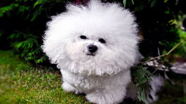 Она накрыла собачку одеялом, а когда убрала его — я не смогла удержаться от смех