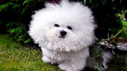 Она накрыла собачку одеялом, а когда убрала его — я не смогла удержаться от смех