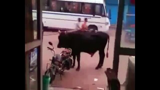 Bull Decided To Ride A Bike - WhatsApp Funny Video