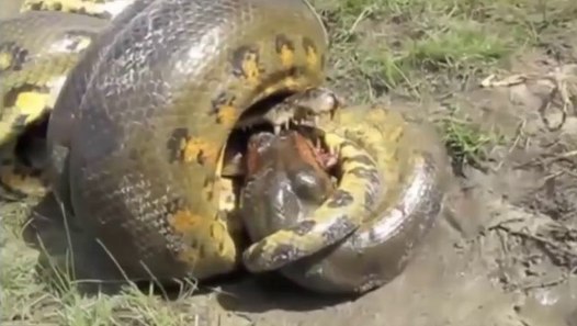 Anaconda vs Crocodile - Python vs crocodile - Snake - video dailymotion