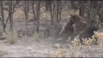 Lion Vs Hyena, Cheetah Vs Hyena , Leopard vs Hyena Real Fight- Animal Attack