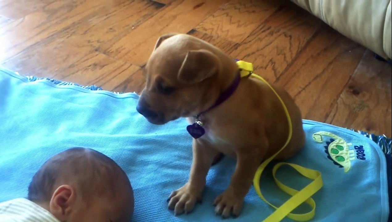Ce petit chiot se blottit contre le bébé et fait la chose la plus mignonne