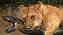 Leopard vs snake - Jaguar attacks giant anaconda - Lion vs python