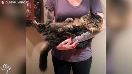 Corduroy is 121 in cat years, but he's living his golden years