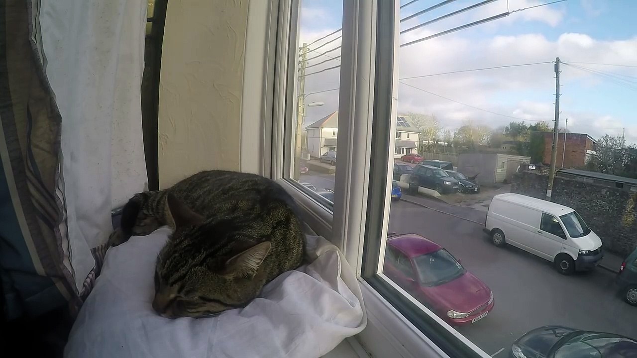 Cat Sleeping Timelapse