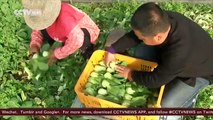 Half of Chinese farmers dont want to leave the land and move to the city