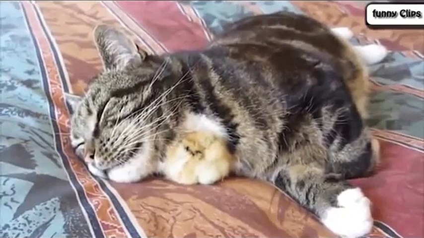 Funny Animal Cats Adopting Baby Birds Compilation Cats 2016 - CenturyLink