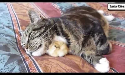 Funny Animal Cats Adopting Baby Birds Compilation Cats 2016