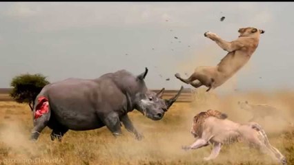 Most Amazing Wild Animal Attacks #6 - CRAZIEST Animal Fights - Animal Attack