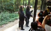 Bears Walking Around On Two Legs