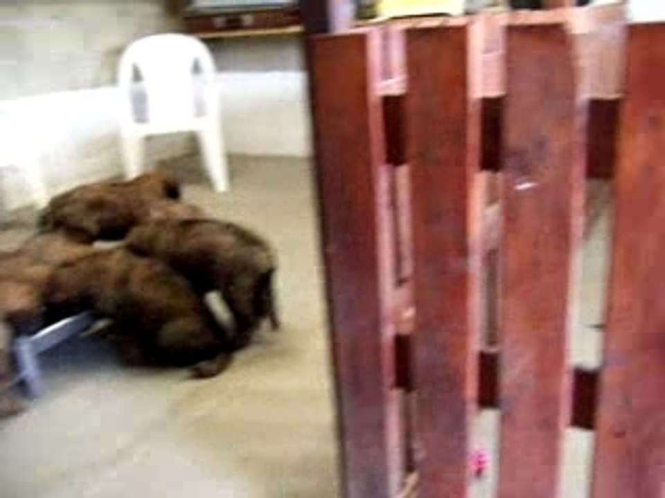 Léonberg Chiots DOLIMON 1