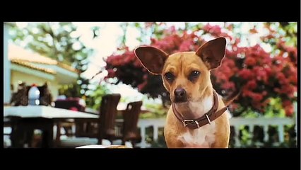 Beverly Hills Chihuahua