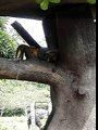 Macaco