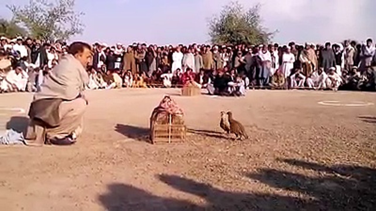 best teetar fight