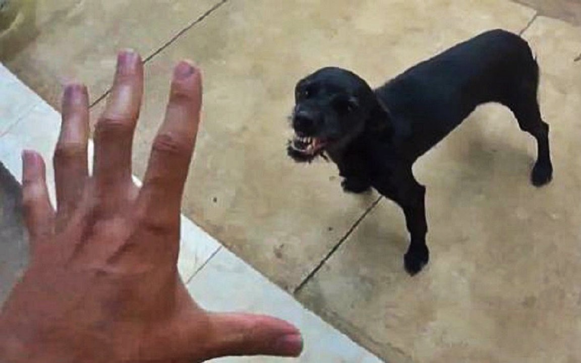 Sometimes Dogs Have Mood Swings, Too video Dailymotion