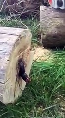 Nem imaginas o que estava no interior de uma árvore acabada de cortar?