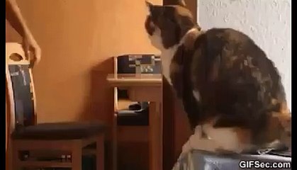 Ces chats font des high-five à leurs maîtres