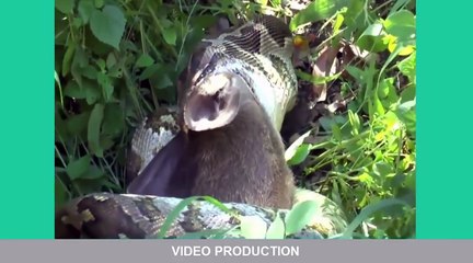 Most-Amazing-Wild-Animal-Attacks-5--lion-tiger-anaconda-deer-Crocodile-Rhino
