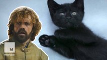 Hairballs are coming: Kittens remake Season 5 of 'Game of Thrones'