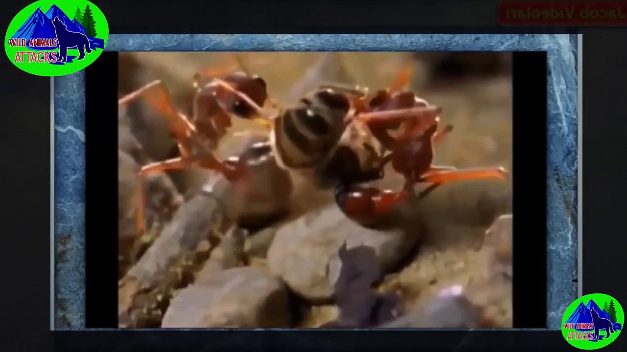 Crocodile vs Lion - Crocodile vs Wild Dog - Crocodile vs Antelope   Funny Animals Attack video 2016