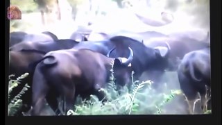 AMAZING Buffalo Attacks and Kills Lion - Crazy animal attack, animal fight