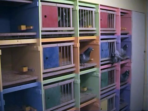 The best racing pigeons,their breeding,fertility,incubation by Harry Geurts Belgium.