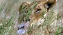 Animal Documentary National Geographic LION Vs HYENA READY TO KILL! 270d1511 e3cb 469b 8f75 6df84658