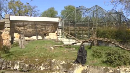 برلين تحتفل بعيد الميلاد الـ59 للقردة المعمرة "فاتو"