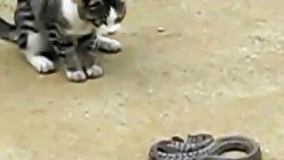 Cat VS Snake Video Clip