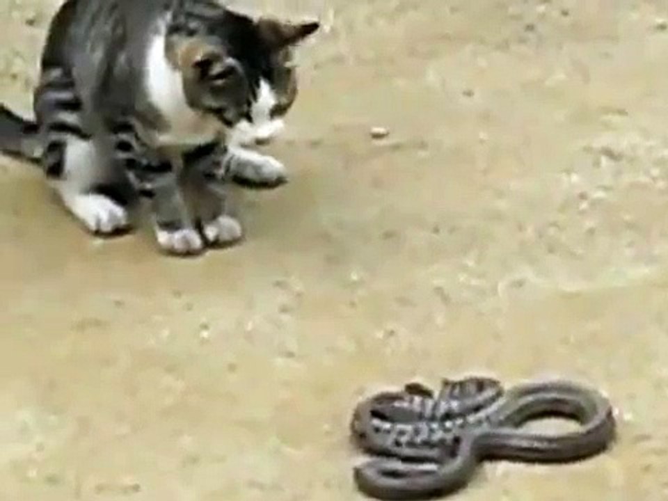 Cat VS Snake Video Clip