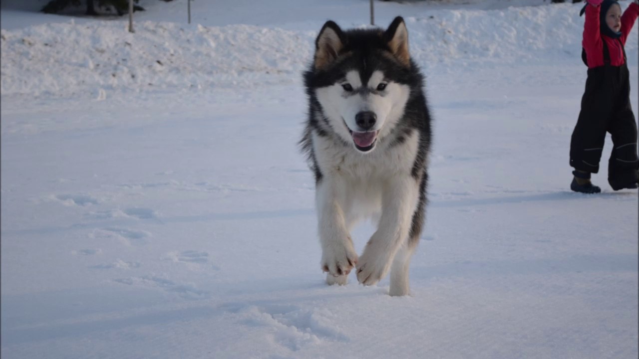 Les chiots de Dakota & Pahluk ont 1 an.