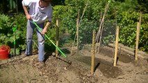 How to Grow Climbing French Beans in Ireland (Cobra Variety)