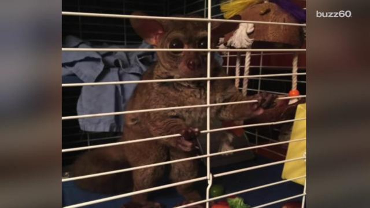 Police Say Man Tipped Prostitute with Monkey