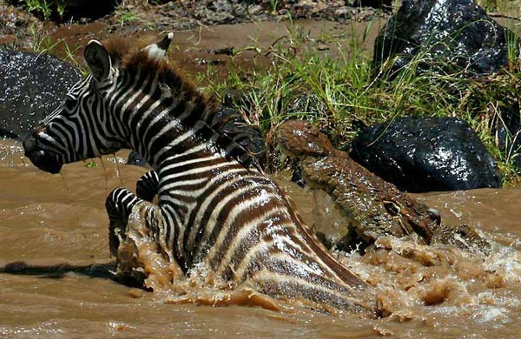 Crocodile attacks Zebra