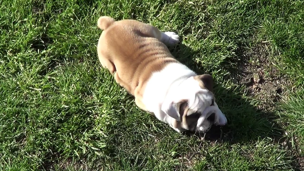 Roulades dans la pelouse 2016-04-22