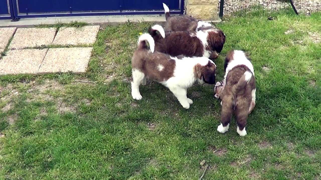 Bulldogs vs Saint Bernard