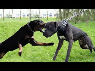 small Coıl VS small Pitbull