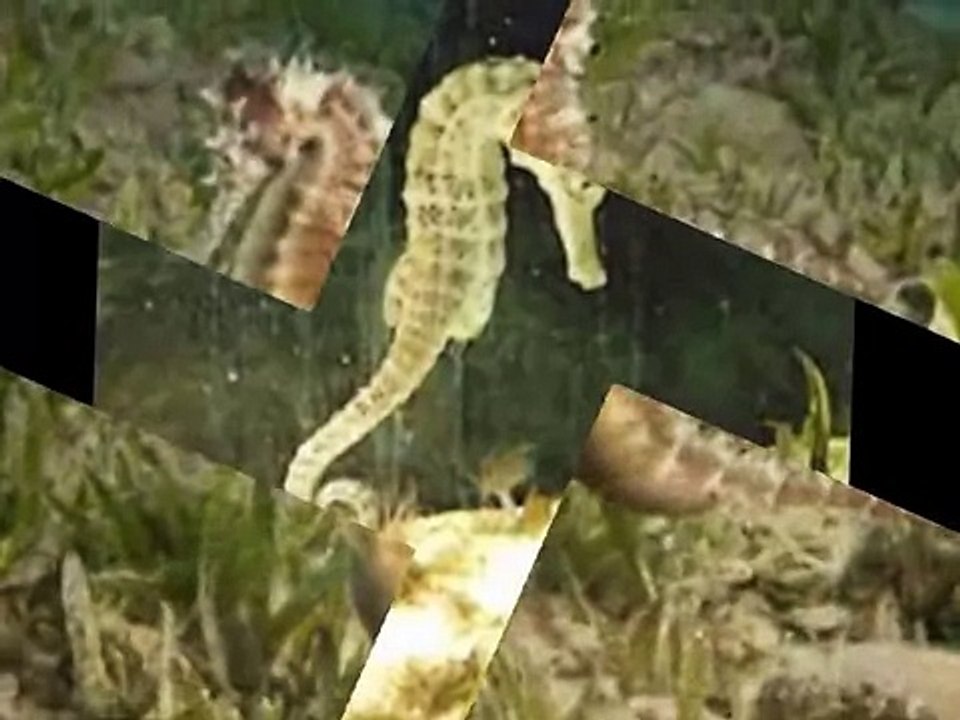 White's Seahorse giving birth in the wild  NSW Aus
