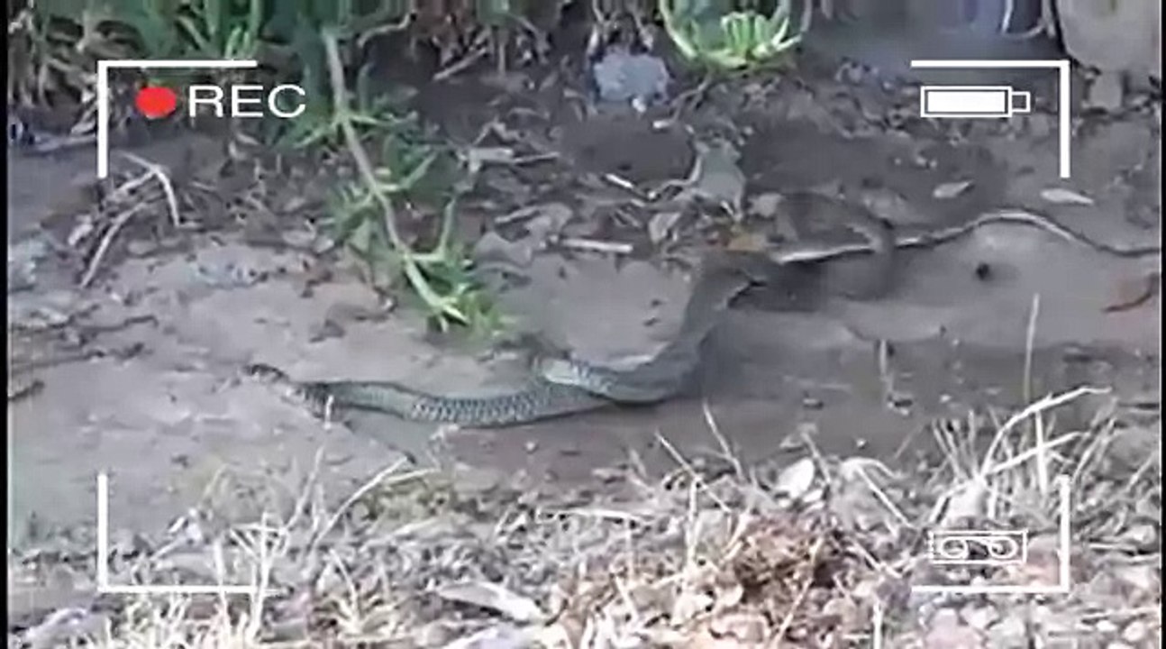 Ular Kawin