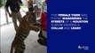 Tiger Found Wandering Houston Suburb